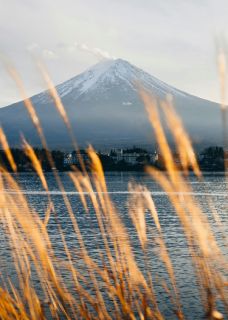 成为替身后,白月光回来了