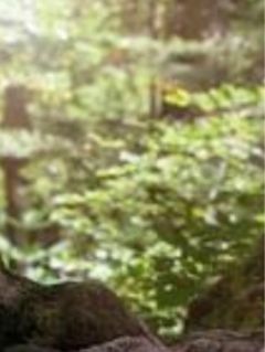 为了嫁给太子，我抛弃了心上人