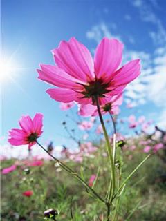 失忆王妃:将军王爷的独宠